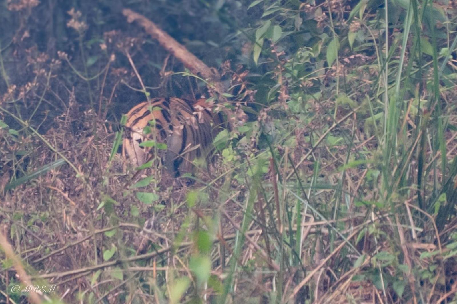 Sanctuary Chitwan National Park Читван Экстерьер фото