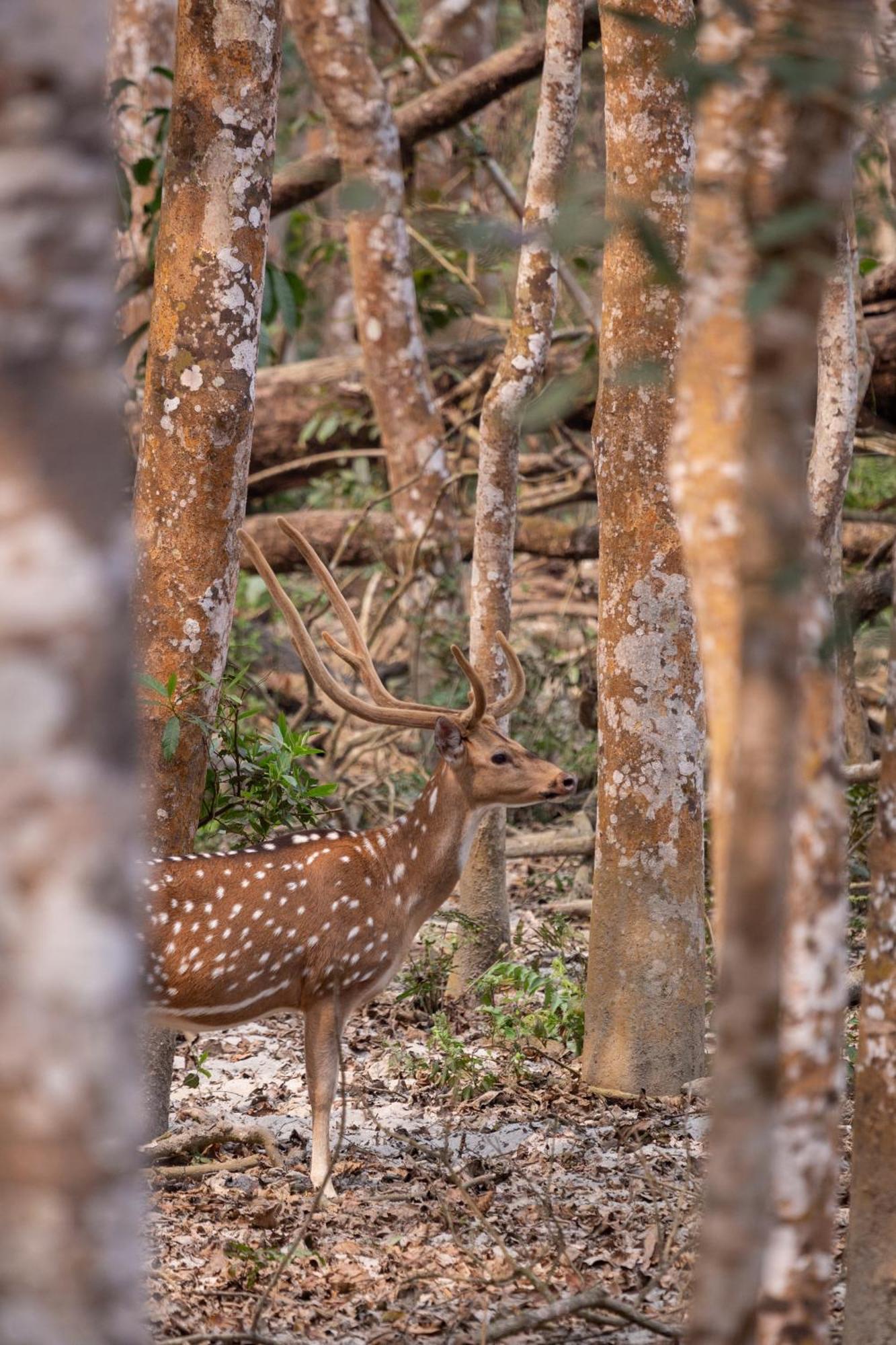 Sanctuary Chitwan National Park Читван Экстерьер фото
