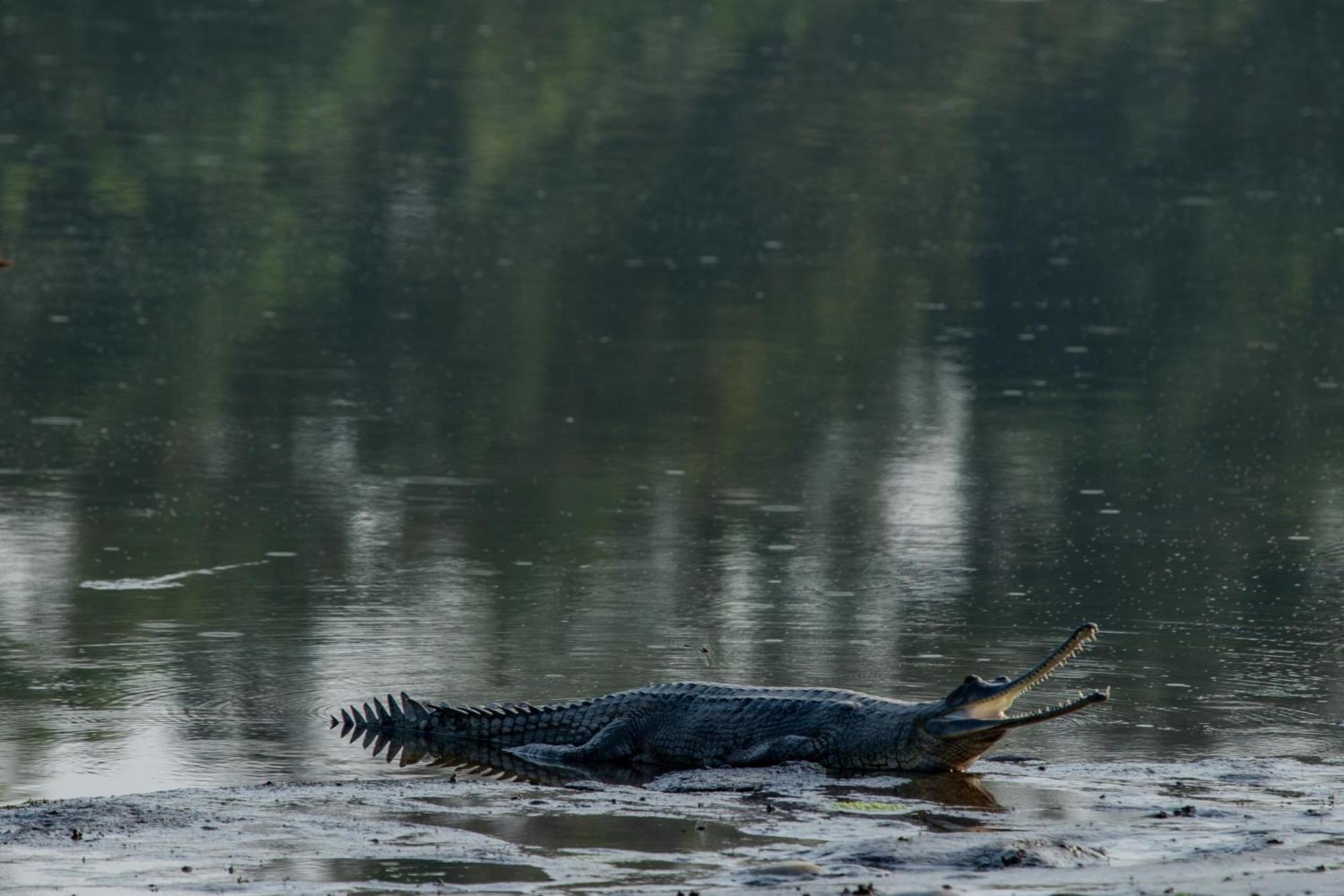 Sanctuary Chitwan National Park Читван Экстерьер фото