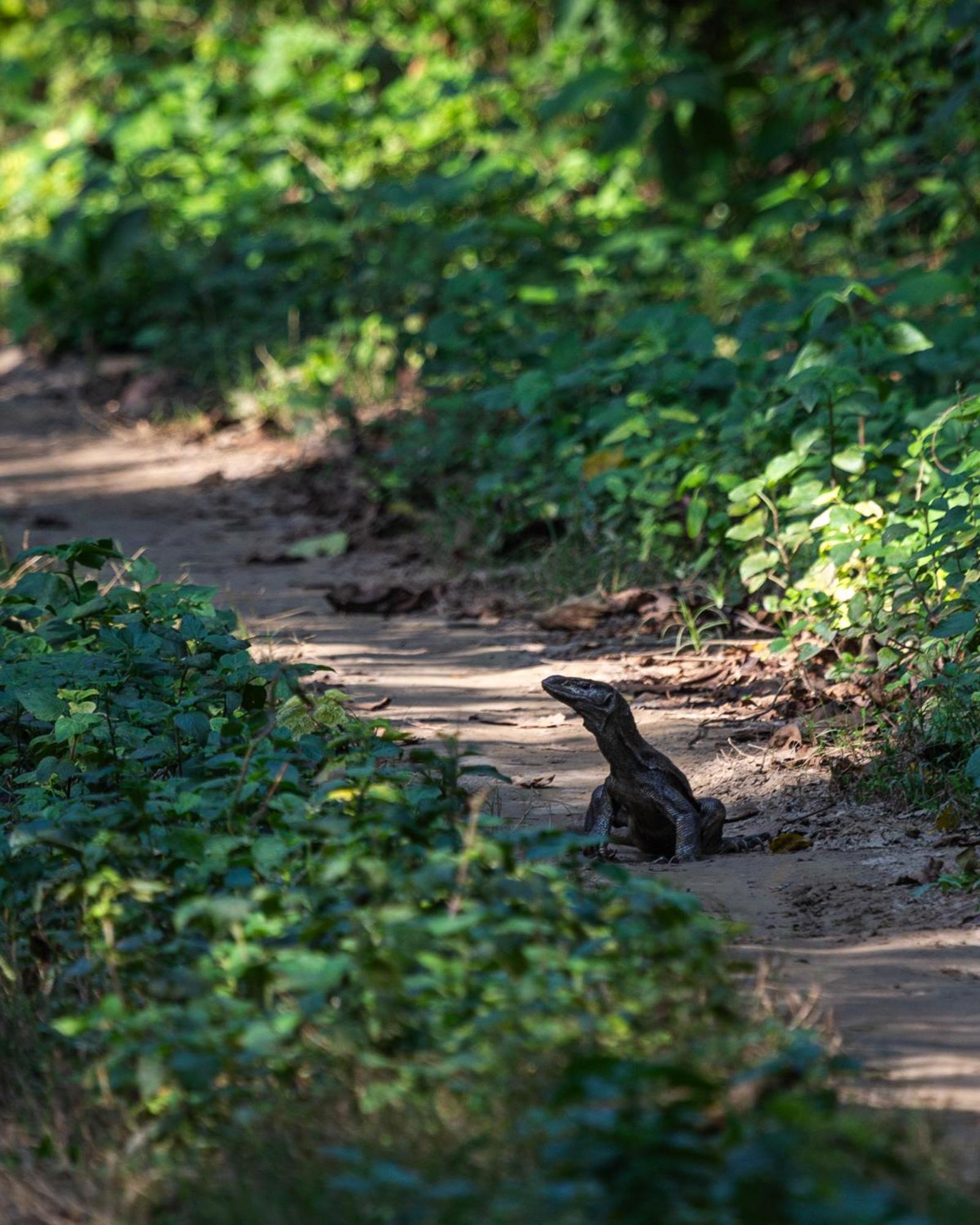 Sanctuary Chitwan National Park Читван Экстерьер фото